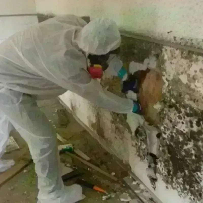 Mold Remediation and Removal in Red Bank, TN